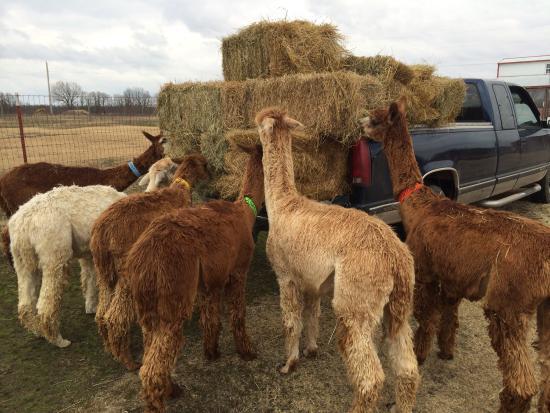 Zena Suri Alpacas