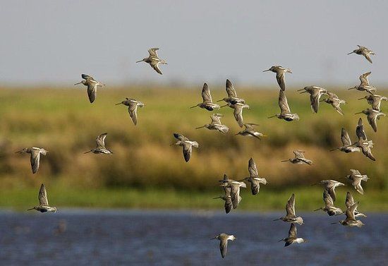 Hackberry Flat WMA